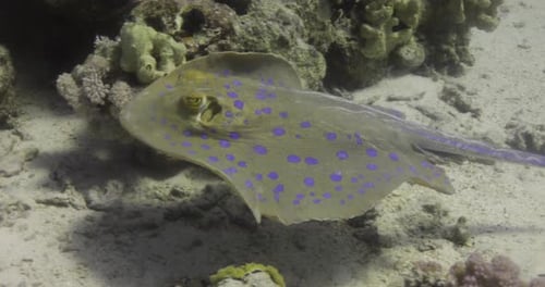 Bluespotted Stingray in the Red Sea beside the Coral Reef