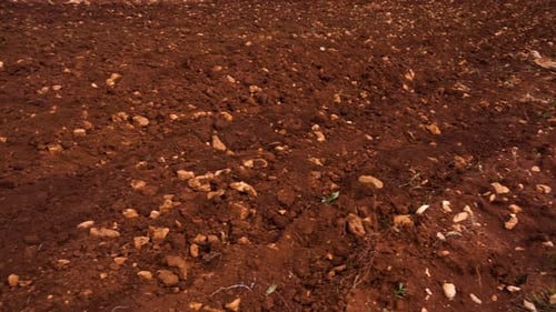 Red cultivated field of agricultural farm with earth and stones ready for sowing at Autumn