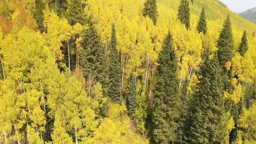 Amazing Aspen Tree Foliage Fall Colors. Aerial View, Deciduous Forest in Autumn in Countryside of Co
