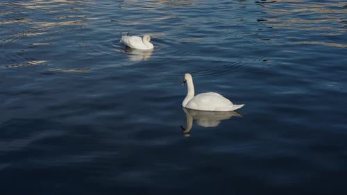 Footage of two white swans