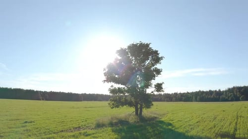 Flight near the lonely tree in a green summer field during sunset