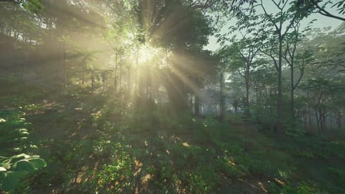 Sun Shining Through Trees in Forest