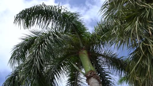 A single palm moved by the wind in a windy day in Miami, Floridas