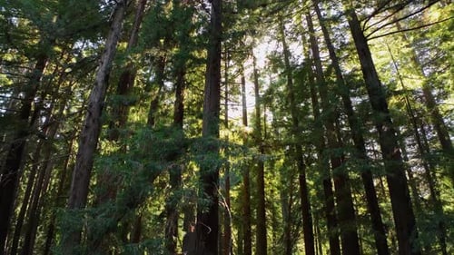 Vue descendante du soleil qui se lève derrière de grands arbres à feuilles persistantes dans une forêt.