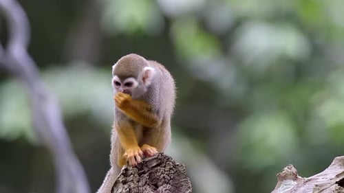 Cute Common Squirrel Monkey Feeding On A Tree Log In The Forest - Close Up Shot