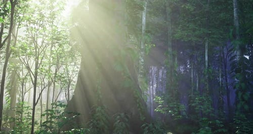 Sunlight Filters Through Trees in a Serene Forest Setting During Morning Hours