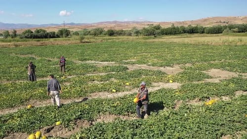 Aerial View Of Workers Working In Melon Field