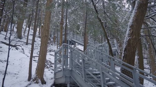 Tilting shot of a Long Staircase through a snow-covered forest with trees leading up the side of a s