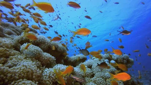 Colourful Corals and Fish