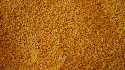 Cleaned Corn Kernels on the Farm