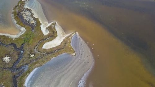 Aerial overhead shot of some migratory birds in the marshlands of Cadiz, Spain.