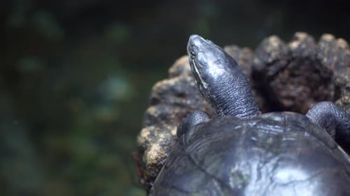 Junge Schildkröte ruht auf Felsen unter Wasser