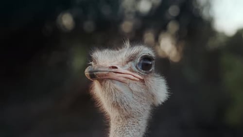 Close-up portrait of a funny ostrich with blurred forest background.
