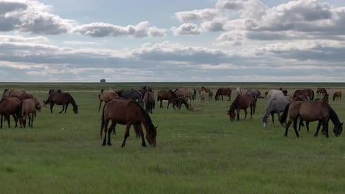 A Large Herd Of Horses Graze In The Field In Summer