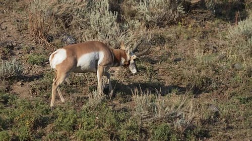 Pronghorn Grazing Peacefully on a Grassy Hillside