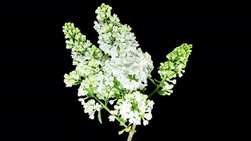 White Flowers Lilac Branch Blooming in Time Lapse with Alpha Matte Channel. Beautiful Fragrant