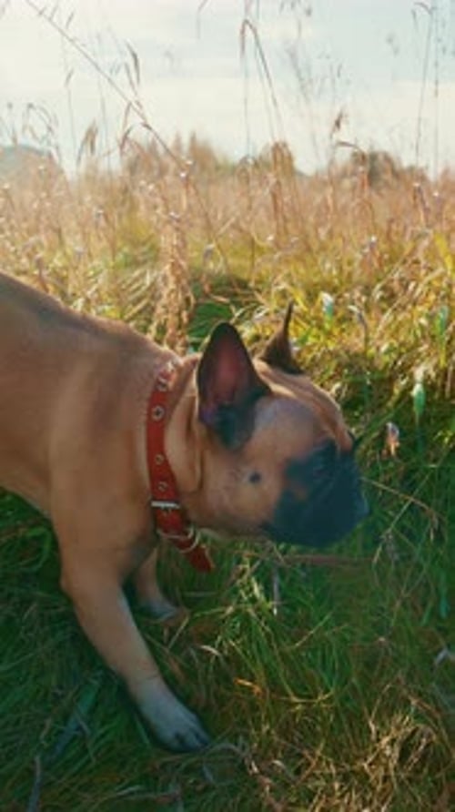 A Playful French Bulldog Explores a Vibrant Grassy Field Surrounded By Tall Golden Grass and a