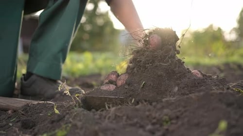 Farmer Man Hands Harvesting Digging with a Shovel Potato Soil at Field Sunset Harvesting Farming