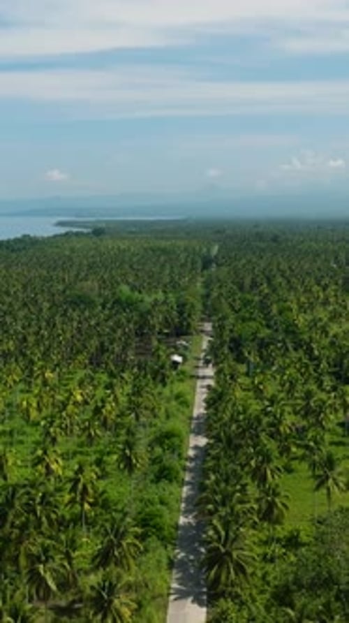Aerial View of Road Between Coconut Plantation Philippines