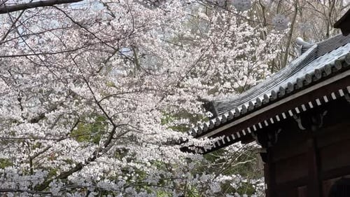 Stunning slow motion scenery over cherry blossoms at Japanese temple