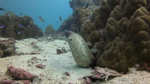 White eyed moray eel looking around the reef from its home. Coral and sand