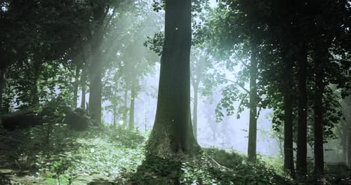 Bright Sunlight Filtering Through Trees in a Serene Forest Environment