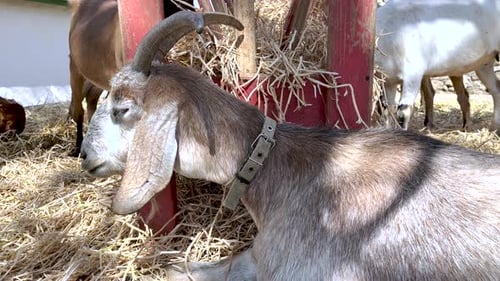 cute goats with horns eating dried grass in barn. zoo club farm