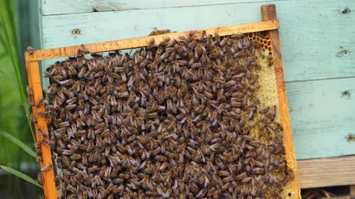 Honeycomb Frame Covered in Honeybees