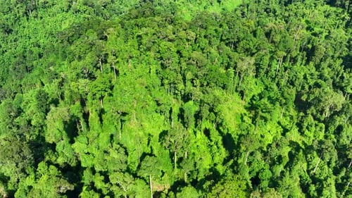 Drone gliding gracefully above a lush tropical rainforest.