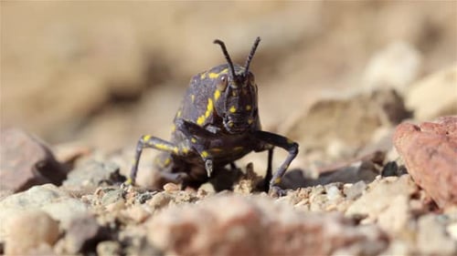 Poisonous Desert Grasshopper, Eilat, Israel