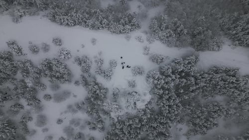 Aerial Footage of Family with dogs in winter holiday