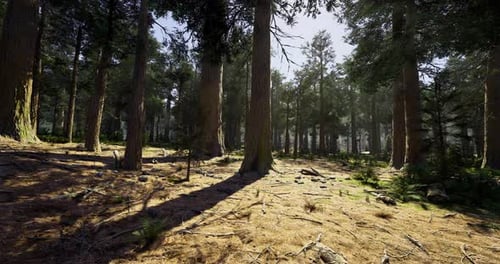Lush Green Forest with Towering Trees and Dappled Sunlight on the Ground