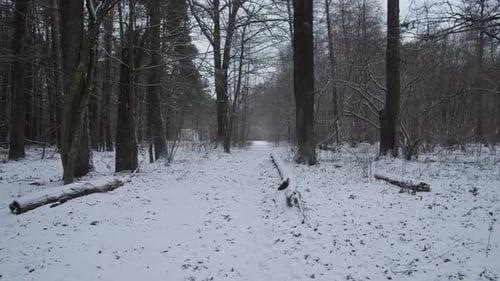 Winter Wonderland A Serene Path Through a Beautifully Snowy Forest Awaiting Exploration