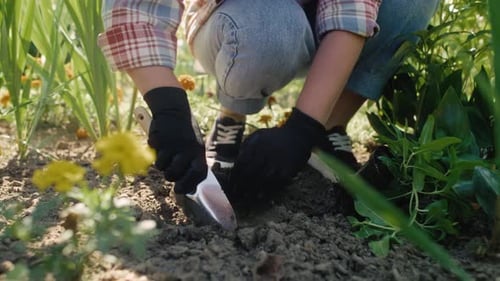 Gardener digging in ground in the flowerbed. Shot with RED helium camera in 8K.