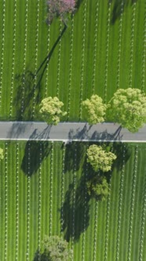 Campo verde aéreo del Cementerio Nacional de Los Ángeles con placas funerarias en hileras rectas