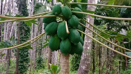 Close up zoom in shot of unripe papayas on the tree