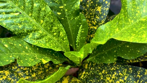 Green Plant Leaf Zoom Out