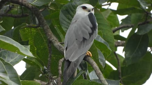 Black-Shouldered Kite Perched on Branch in Lush Tree