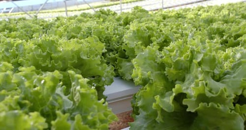 Lush Green Lettuce Growing in Greenhouse