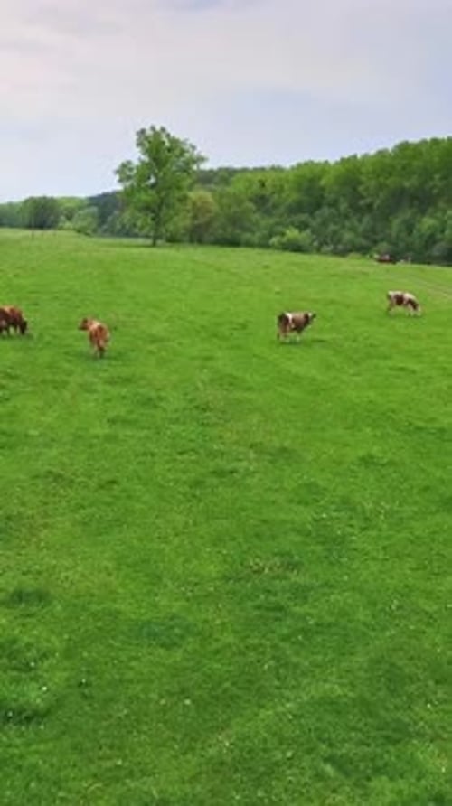 Flying over the fresh green meadow and approaching the cattle herd.