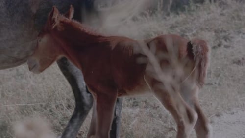 Belos cavalos puro-sangue