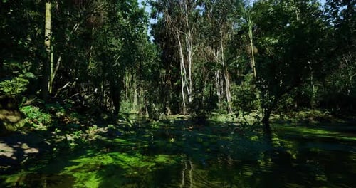 Un voyage naturaliste à travers des plans d'eau et une végétation luxuriante