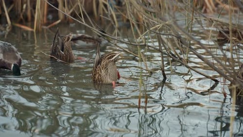 Calm Waters Reflect Winter Scenes As Ducks Forage Gently Peaceful Aquatic Environment Featuring