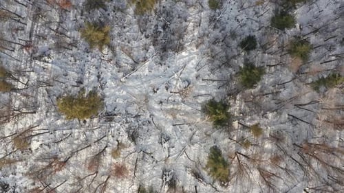 Aerial top down, leafless and dead trees during winter season in snow covered forest