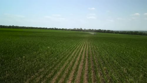 Green corn field aerial view