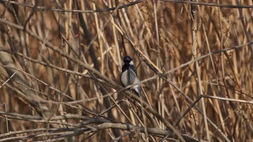 A Japanese Tit Perching and Preening.