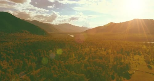Aerial View Low Flight Above Evergreen Pine Tree Landscape with Endless Mountain Forest at Sunny