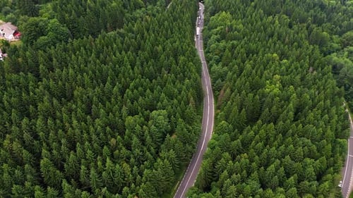 Winding road through dense green forest in a natural landscape.