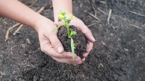 Woman Hand Hold Planting Growing a Tree in Soil on the Garden