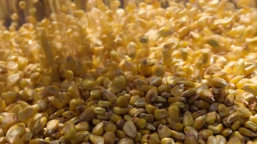 Corn Kernels Falling in Bulk During Processing